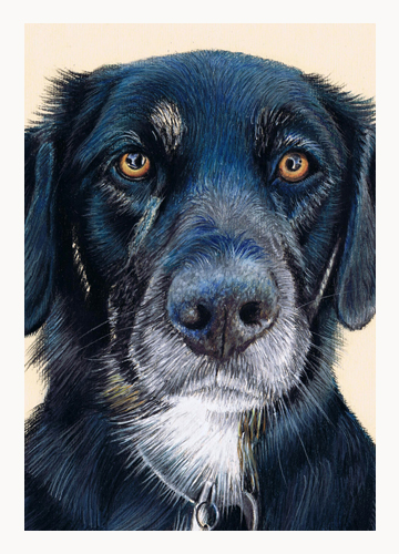 Andrew Howard Art - 'Paddy', pastel dog portrait