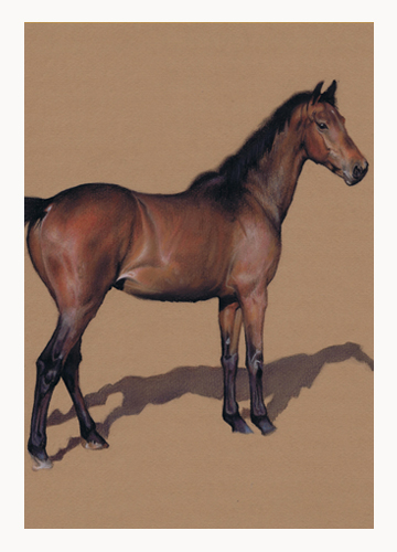 Andrew Howard Art - Portraits of Horses