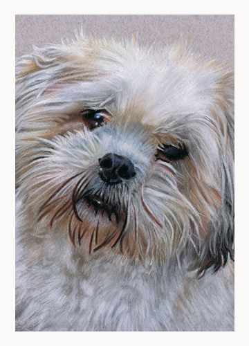 Andrew Howard Art - Shih Tzu pastel dog portrait