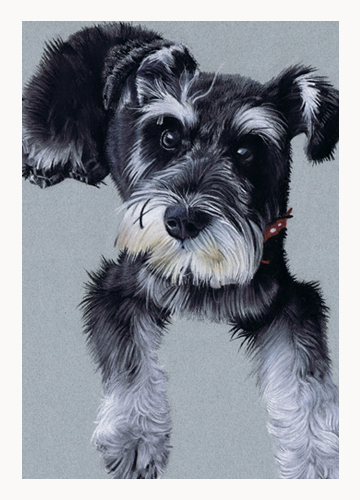 Andrew Howard Art - Pastel dog portrait