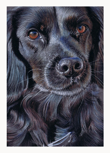 Andrew Howard Art - 'Buddy', pastel dog portrait 