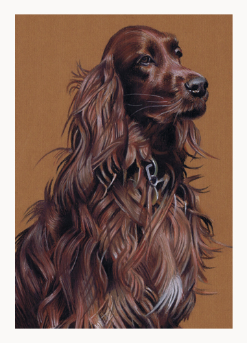 Andrew Howard Art - Red Setter pastel dog portrait