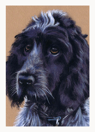 Andrew Howard Art - Cocker Spaniel pastel dog portrait
